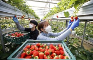 Visa E8 Hàn Quốc mở ra cơ hội việc làm cho công dân Việt. (Ảnh: Internet)