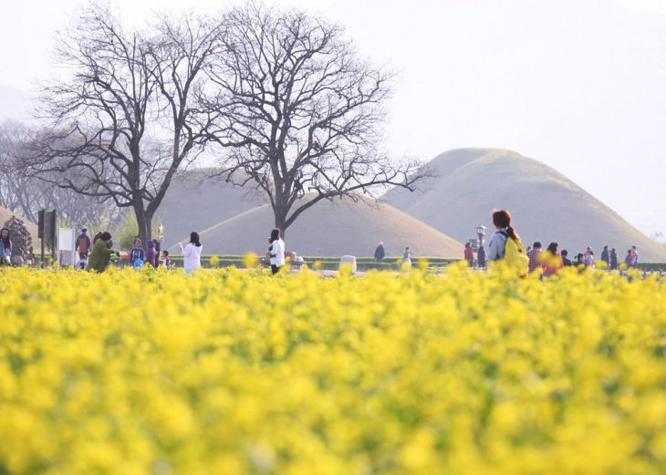 5 dia diem ngam hoa cai dep nhat han quoc 06