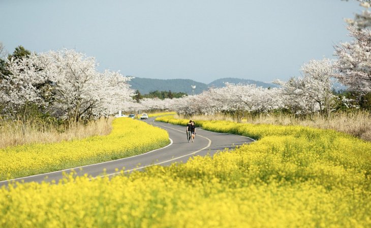 5 dia diem ngam hoa cai dep nhat o han quoc 01