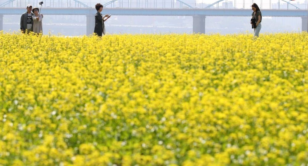 5 dia diem ngam hoa cai dep nhat o han quoc 03 e1709083814825