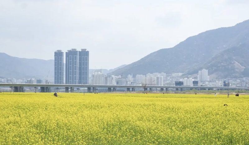 5 dia diem ngam hoa cai dep nhat o han quoc 05