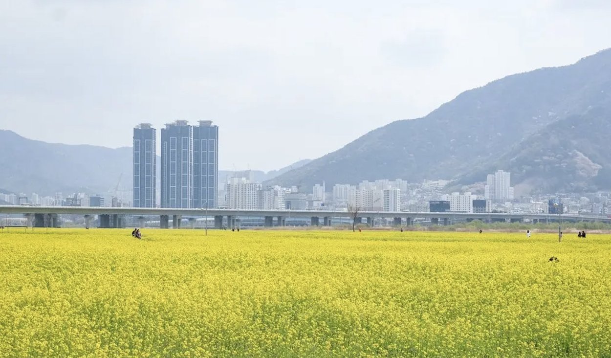 5 dia diem ngam hoa cai dep nhat o han quoc 05