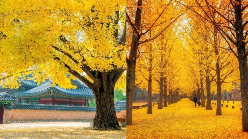 title lich ngam la vang la do han quoc 2025 2
