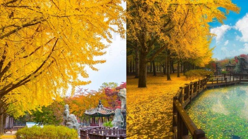 title Đảo Jeju vào mùa thu cũng có một sức hút đặc biệt