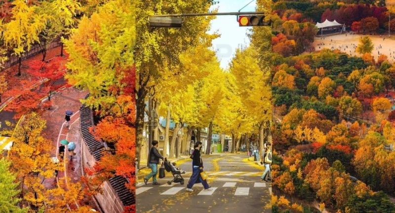 title Mùa thu Hàn Quốc sở hữu một vẻ đẹp quyến rũ đầy mê hoặc khiến du khách không khỏi say đắm